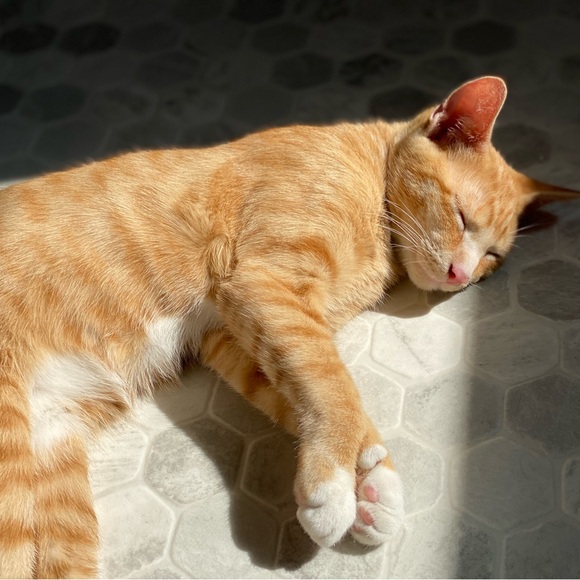 🎸 Meet the Posher ⛓️ - Picture 2 of 4